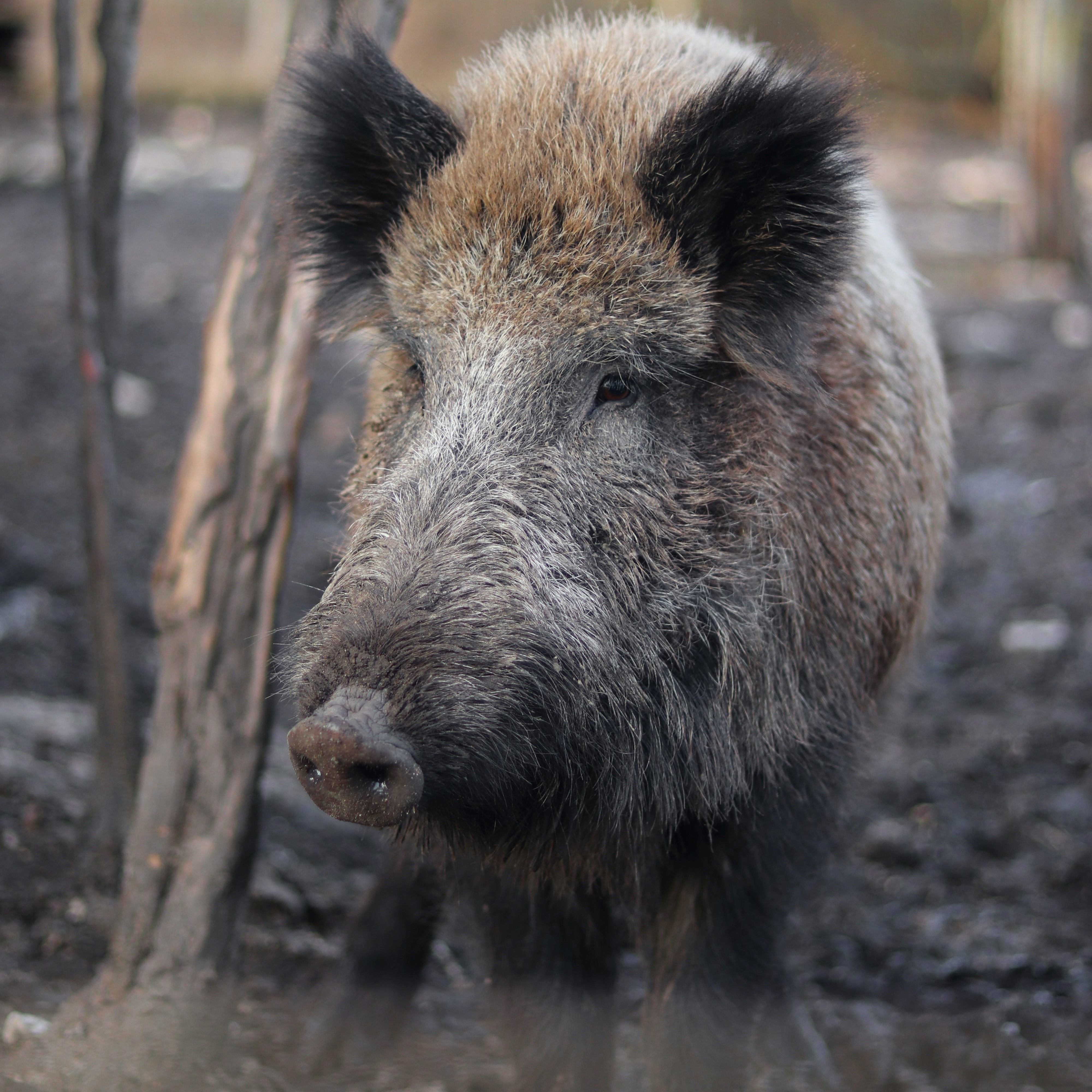 Pork