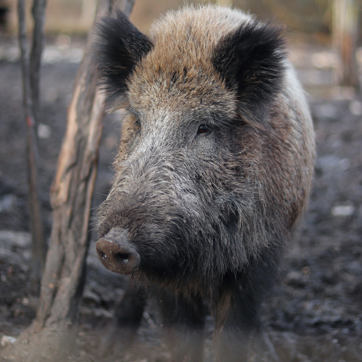 Pork