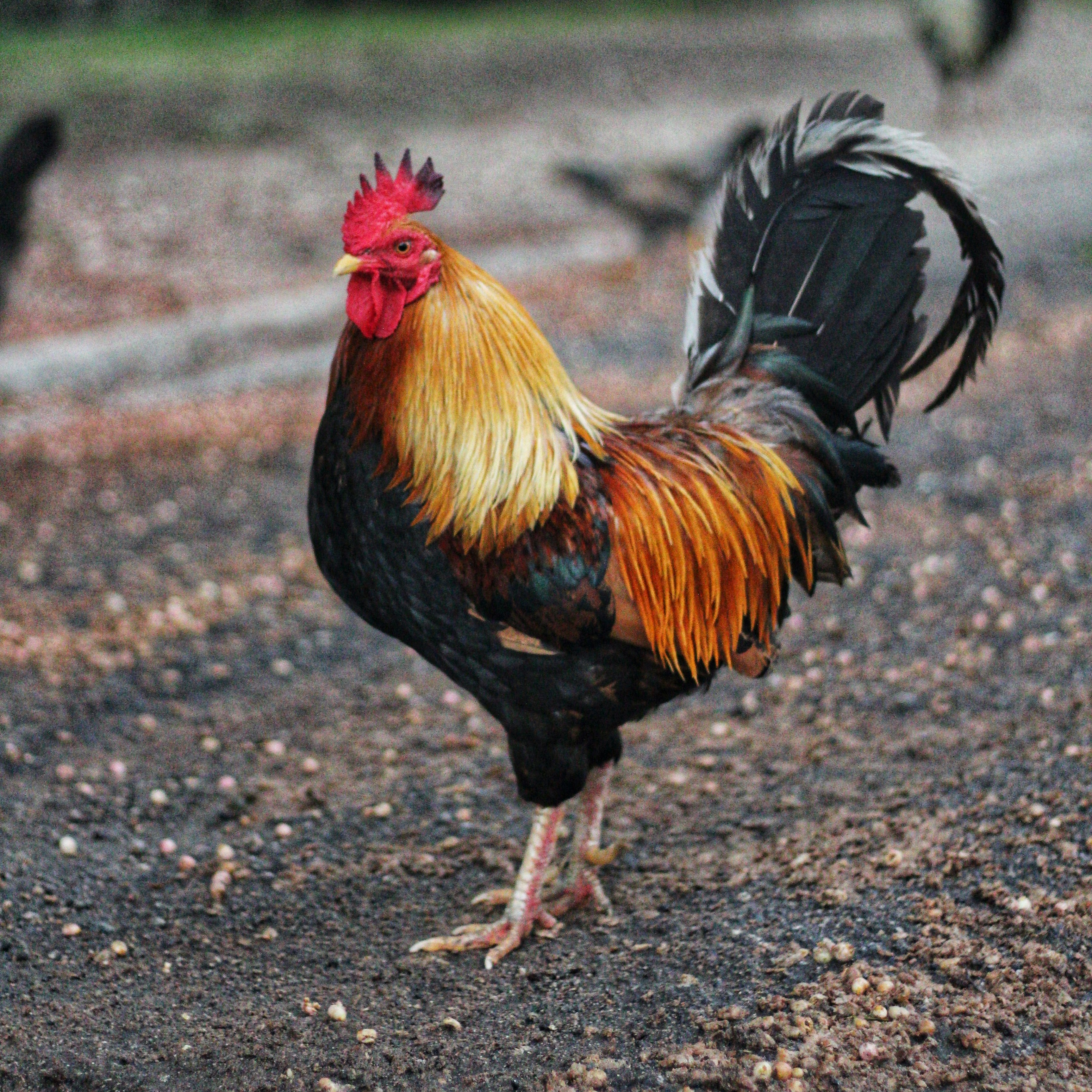 Poultry