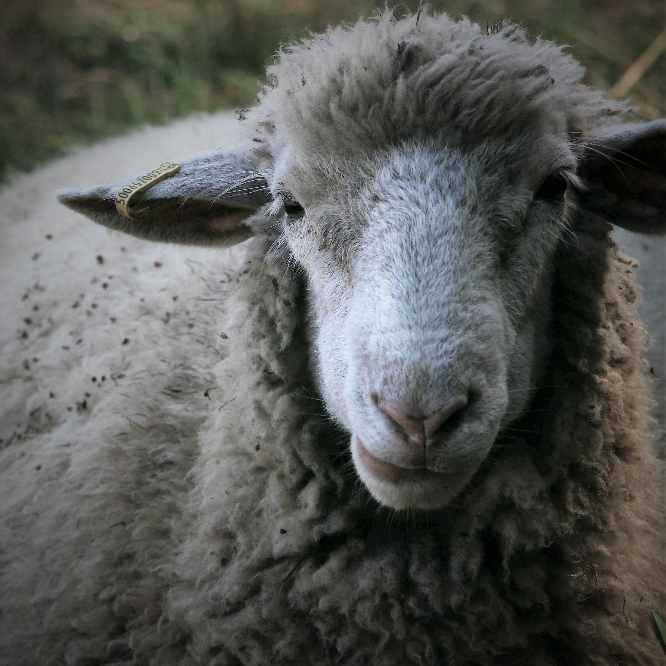 Lamb