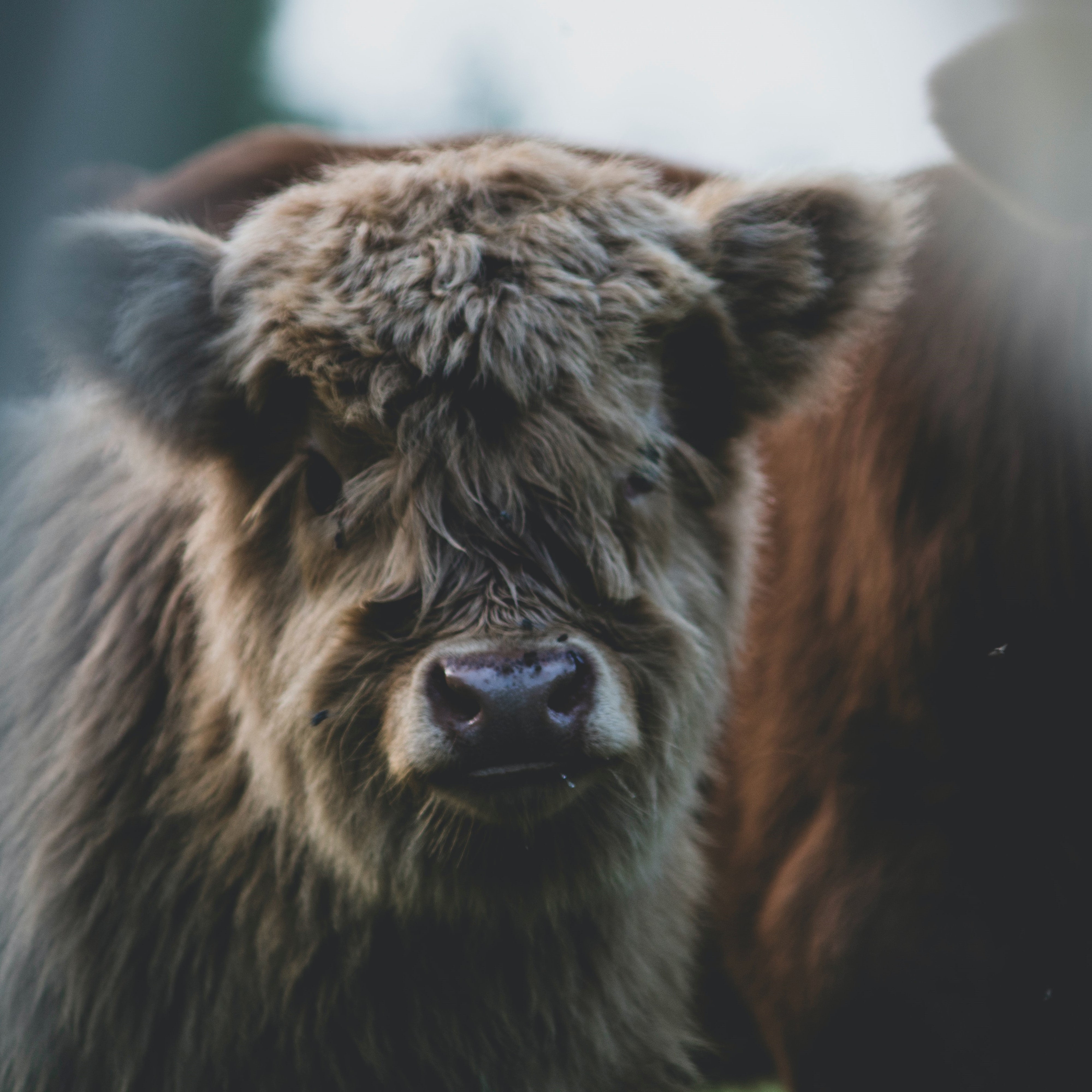 Veal
