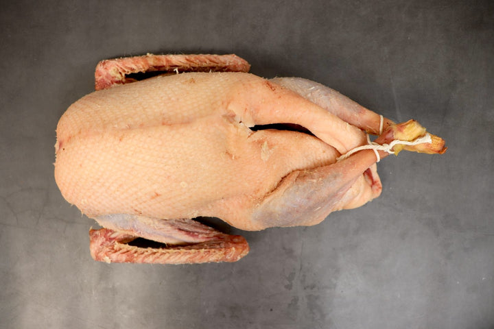 Goose