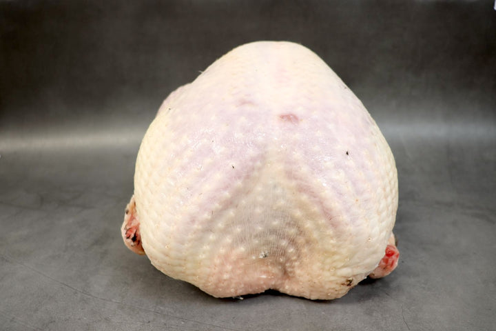 Bronze Turkey