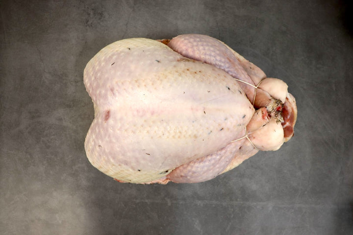 Bronze Turkey